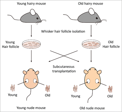 Figure 1. Experimental scheme for subcutaneous transplantation of whisker hair follicles. Whisker hair follicles were first isolated from both young and old nestin-driven green fluorescent protein (ND-GFP) transgenic hairy mice and placed into culture medium. Both young and old hair follicles were subsequently transplanted into the subcutis on both flanks of young and old non-transgenic nude mice. Please see the Materials and Methods for details.