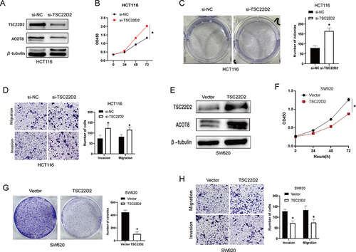 Figure 2 TSC22D2 inhibits the proliferation, migration and invasion of CRC cells. (A) HCT116 cells were transfected with control si-RNA (si-NC) or TSC22D2 si-RNA and subjected to Western blot for TSC22D2expression. (B and C). CCK8 assay and Colony assay verified that TSC22D2 knockdown enhanced the capacity of proliferative and colony formation of HCT116 cells. (D). The number of migrating and invading HCT116 cells were increased by TSC22D2 know down. (E–H). SW620 cells transfected with pcDNA/TSC22D2 or empty vector and measured by Western blot for TSC22D2 expression. Proliferation and migration capability of cells were also assessed. *P < 0.05.