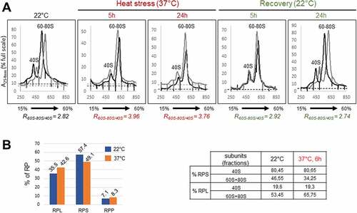 Figure 7. Ribosome profiles and LC-MS/MS analysis on ribosome subunits in response to heat stress. A) Extracts from two experimental replicates (black and grey) of non-treated (22°C), heat treated (37°C for 5 h and 24 h), and recovered (37°C for 24 h then 22°C for 5 h and 24 h) seedlings were fractionated through 15–60% sucrose gradients. The percentage of the full scale of absorbance was monitored at 254 nm. Peaks corresponding to 40S and 60S-80S ribosomal subunits/monosomes are indicated and controlled by the presence of mature 18S and/or 25S rRNAs (Figure S7). The ratios of the 60–80S over the 40S were calculated for each replicate at each temperature, and the average Ratio (R60-80/40S) for each condition is indicated below. B) LC-MS/MS of ribosome subunits 40S and 60S-80S from sucrose gradient from non-treated (22°C) and 6 h, 37°C heat treated plants (Figure S7). Left Panel, relative amount (in %) of RPS, RPL and RPP in the 40S+60S+80S peaks at 22°C (fractions 8–11) and 37°C (fractions 9–12). Right panel, relative amounts of RPS, RPL and RPP in the 40S at 22°C (fractions 8 + 9) and (fractions 9–10) at 37°C or in the 60S-80S at 22°C (fractions 10 + 11) and at 37°C (fractions 11–12).