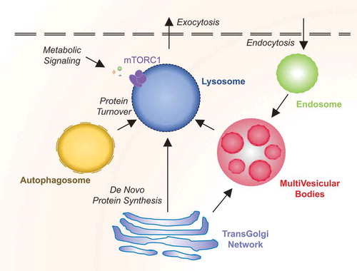 Figure 1. Overview of lysosomal functions.