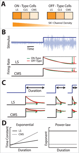 Figure 5. Summary of the effects of SK1 channels on responses to step and sinusoidal changes in stimulus variance (i.e., 2nd order) for ELL pyramidal cells. (A) Summary of SK1 channel expression across the 3 ELL segments and between ON-type (left) and OFF-type (right) neurons. (B) Firing rate responses of LS (middle) and CMS (bottom) neurons in response to a step increase in stimulus variance (blue, top) for an ON-type (green) and OFF-type (red) cell. Notice the lesser adaptation displayed by the CMS neuron as compared with the LS as quantified by a lesser decrease in firing rate from the maximum value (vertical red and green arrows). (C) Firing rate responses of LS (middle) and CMS (bottom) to step increases in variance with different durations (blue, top) for an ON-type (green) and OFF-type (red) cell. In each case, the stimulus waveform shown was repeated in a periodic fashion and the neuronal responses averaged. For both LS and CMS neurons, the time constant of adaptation apparently decreases with decreasing stimulus duration (horizontal arrows). Note the similarity in responses for both ON- and OFF-type cells. (D) Graphs showing adaptation constant τ (left) and power-law exponent α (right) as a function of duration for pooled LS (black) and CMS (gray) populations of neurons. Note that a single power-law exponent can fit for all durations of LS or CMS neural responses.