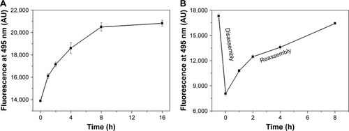 Figure 3 Thioflavin-T-binding fluorescence reveals the kinetic self-assembly, disassembly, and reassembly of RADA16-I. (A) Self-assembly kinetics of freshly prepared peptide solution. (B) Disassembly–reassembly process after ultrasound treatment.Abbreviation: AU, arbitrary units.