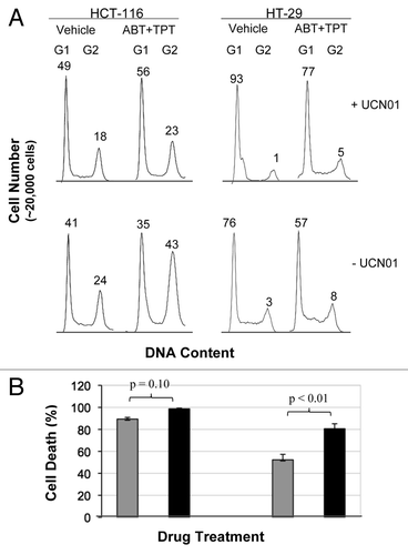 Figure 3 Effect of UCN-01 on the cell cycle distribution and cell death in cells treated with veliparib plus topotecan. After 24 h exposure to veliparib plus topotecan, the cultures were washed, and UCN-01 (100 nM) or vehicle was added for an additional 18 h. (A) Cell cycle effects of veliparib in combination with topotecan in the presence and absence of UCN-01. The numbers above G1 and G2 peaks indicate the percentage of cells in each phase of the cell cycle. (B) Percent change, relative to vehicle treatment without UCN-01, of cell death by veliparib plus topotecan without UCN-01 (gray bar), and with UCN-01(black bar) assessed by clonogenic assays. Shown are the representative data of two independent experiments. ABT, ABT-888; TPT, topotecan.