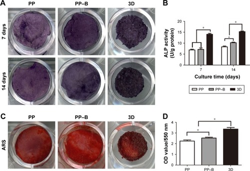 Figure 6 ALP activity of rADSCs and calcium deposition evaluation on the scaffolds.Notes: (A) ALP staining of rADSCs on the scaffolds after osteogenic induction of 7 and 14 days. (B) ALP activity of rADSCs on different scaffolds after osteogenic induction of 7 and 14 days (*P<0.05). (C) Alizarin red staining of rADSCs on the three scaffolds after osteogenic induction of 14 days. (D) Semiquantitative analysis of calcium deposition on the scaffolds after osteogenic induction of 14 days for rADSCs (*P<0.05).Abbreviations: 3D, three dimension; ALP, alkaline phosphatase; ARS, Alizarin red S; PP, poly(lactide-co-glycolide)/polycaprolactone; PP–B, PP–bone morphogenetic protein-2; rADSCs, rat adipose-derived stem cells.