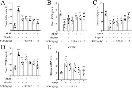 Figure 5. SCEO alleviated hepatic oxidative stress in APAP-induced hepatotoxicity mice. (A) Tissue MDA levels. (B) Tissue SOD activities. (C) Tissue GSH activities. (D) Tissue CYP2E1 levels. (E) mRNA expression levels of CYP2E1. Data are expressed as mean ± SD (n = 8). ###p <  0.001 compared to the normal group; ***p < 0.001 compared to the APAP group.
