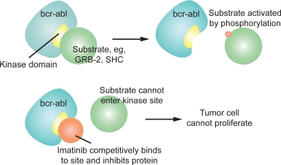 Figure 1 Mechanism of action of imatinib (source: http:\\wikipedia/imatnib [accessed March 2, 2009]).