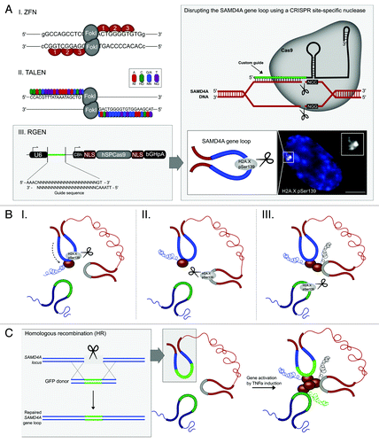 Figure 4. Chromosomal contact permits transcription of coregulated genes. (A) Site-specific nucleases are powerful tools to discretely interrogate 3D gene regulation. Transcription activator-like effectors nucleases (TALENs) can be designed to target almost any DNA sequence, whereas zinc finger nuclease (ZFN) design is limited by the availability of triplet motifs, and CRISPR/Cas9 (RGEN) targeting requires the NGG or NAG protospacer adjacent motif (PAM). The disruption of gene loops can be visualized by immunofluorescent labeling of H2A.X pSer139. (B) TALEN-mediated disruption of sites of chromosomal contact reveals a hierarchical regulation between these three genes. (C) Repairing the disrupted SAMD4A gene loop restores transcription of interacting genes. Bar, 5μm.