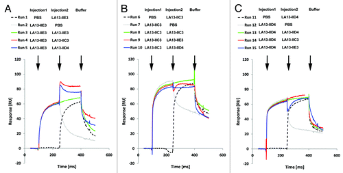 Figure 3. Epitope binning analysis of the CRP-specific scFv antibodies using SPR analysis. Overlay plots of SPR sensorgrams are arranged according to the scFv antibody injected first: LA13-IIE3 (A), LA13-IIC3 (B), and LA13-IID4 (C). All scFv antibodies were injected with saturating concentrations according to the CRP coupled CM5 sensor chip. Flow rate were kept constant throughout the measurement. The second injection of a different scFv antibody than the first one (run 4, 5, 9, 10, 14, and 15; red or blue solid lines) resulted only in an increased response signal if antigen binding of first and second scFv antibody did not interfere with each other. Injection of saturating concentrations of solely the first (runs 2, 7, and 12; gray dotted lines) or solely the second (runs 1, 6, and 11; black dashed lines) scFv antibody resulted into a response curve with typical dissociation and association pattern. Continuous injection of the first scFv antibody (runs 3, 8 and 13; green solid lines) were included as additional controls.