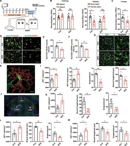 Figure 1. Bortezomib induces cognitive function change and microglial activation in mice. (A) Schematic illustration of the BTZ administration strategy in mice. (B) Quantitation of NORT data from mice with or without BTZ administration (mean ± SEM; n = 8–10 mice per group; * P < 0.05, ns: not significant; two-way ANOVA with Sidak’s multiple comparisons test). (C) Changes in spontaneous alternation behavior in the Y-maze (mean ± SEM; n = 8–10 mice per group; ** P < 0.01; unpaired Student’s t-test). (D) Representative image of excitatory and inhibitory synapses in HP after BTZ exposure. SLC17A7, excitatory presynaptic marker; DLG4, excitatory postsynaptic marker; SLC32A1, inhibitory presynaptic marker; GPHN, inhibitory postsynaptic marker. Scale bar: 5 μm. (E and F) Quantification of SLC17A7+ DLG4+ and SLC32A1+ GPHN+-puncta in (D). (mean ± SEM; n = 5 mice per group; ** P < 0.01, ***P < 0.001; unpaired Student’s t-test). (G) Representative immunofluorescence images showing AIF1 (green, microglia marker) in the mPFC from control or BTZ-treated mice. Scale bar: 50 μm; magnified image: 20 μm. (H) Schematic of microglial cytoskeletal reconstruction. Scale bar: 20 μm. (I) Quantification of AIF1-positive microglia in the mPFC by microglial skeleton reconstruction (mean ± SEM; n = 6 mice per group; * P < 0.05, ** P < 0.01, *** P < 0.001; unpaired Student’s t-test). (J) Representative immunofluorescence images showing AIF1 (green) in DGs, CA1 and CA3 of HP. DAPI (blue), nuclear marker. Scale bar: 200 μm. (K-M) Quantification of number, branch length and endpoint in AIF1-positive cells of DGs (K), CA1 (L) and CA3 (M) (mean ± SEM; n = 5 mice per group; * P < 0.05, ** P < 0.01; unpaired Student’s t-test).