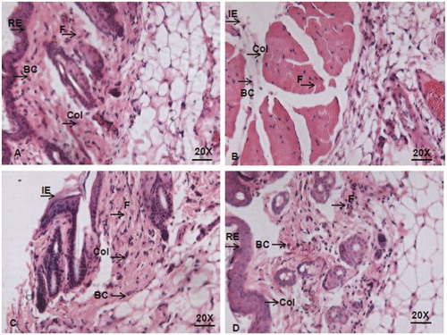 Figure 9. Histopathological analysis of granulation tissues of (A) control; (B) infected untreated; (C) infected treated with gentamycin; (D) infected treated with SSAgNPs. F: fibroblast; C: collagen; BC: blood capillary; RE: re-epithelization; IE: incomplete epithelization.