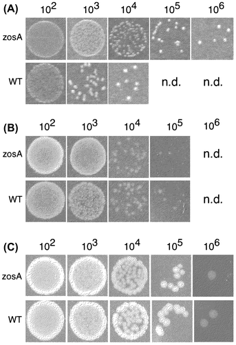 Fig. 4. Effect of zosA mutation on the metal tolerance of B. subtilis 168.