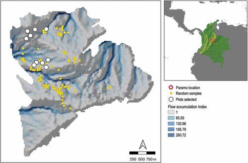 Figure 1. Location of the Páramo El Verjón-Matarredonda, north-eastern Colombian Andes, at 3250 m a.s.l. and the location of the plots along a moisture gradient. The 10 study plots (white dots) were selected from 100 points (yellow dots) generated by the iSDM package to assess soil moisture availability. Colours in the map show the flow accumulation index obtained from the aspect map (direction of the slope in degrees) and the slope map (angle of inclination of the terrain).