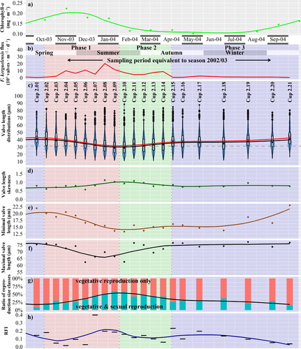 Fig. 5. Temporal variability during sampling year 2003/2004, x-axis refers to the middle day of sampling periods. (a) Chlorophyll-a concentration in the upper water column. (b–h) Sediment trap data from 800 m depth for Fragilariopsis kerguelensis; depending on the sinking speed, the timeline is delayed by ca. 2–6 weeks compared to the chlorophyll data. Trend lines are derived by LOESS smoothing: (b) Valve flux. (c) Valve length. Blue violin plots depict the value distributions, box plots represent quartiles, red dots indicate the mean, black dots inside the boxplots the median. The dashed horizontal line depicts 31 µm, the size limit below which sexual reproduction can occur. (d) Seasonal changes of the valve length skewness. (e) Minimal valve length by 0.01 quantile. (f) Maximal valve length by 0.99 quantile. (g) Ratio of size fractions which are sexually inducible (that are capable of vegetative as well as sexual reproduction, with a valve length below 31 µm, highlighted in turquoise), respectively, capable of vegetative reproduction only (orange). (h) Relative frequency of valves within the initial cell size range (RFI), as an indicator for initial cells (colour online).