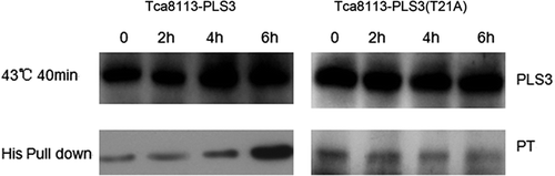 Figure 5. Heat-induced phosphorylation of PLS3. The Tca8113-PLS3 and Tca8113-PLS3 (T21A) transfected cells were heat shocked for 40 min and returned to 37°C. PLS3 was extracted from the cell lysate of transfected cells after 2 h, 4 h, and 6 h at 37°C for western blotting assays. Immunoblot analysis shows an increase in phosphorylation level of PLS3 with increasing time at 37°C following heat shock of Tca8113-PLS3 cells, but no change was observed following heat shock of Tca8113-PLS3 (T21A) cells.