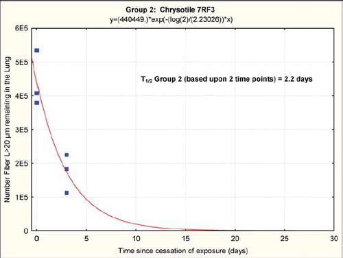 FIG. 11  Group 2, chrysotile, clearance half-time of fibers longer than 20 μ m of 2.2 days. It should be noted that these clearance half-times are based upon fitting an exponential clearance function to only two time points; however, they do provide a clear demonstration that the longer chrysotile fibers are rapidly disappearing from the lungs.