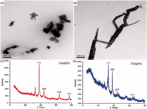 Figure 3. (A) TEM image of synthesized AgNPs using Aquilaria sinensis essential oil (AsEO) (B) TEM image of synthesized AgNPs using Pogostemon cablin essential oil (PcEO). (C) XRD pattern of synthesized silver nanoparticles by AsEO and (D) XRD pattern of synthesized silver nanoparticles by PcEO.
