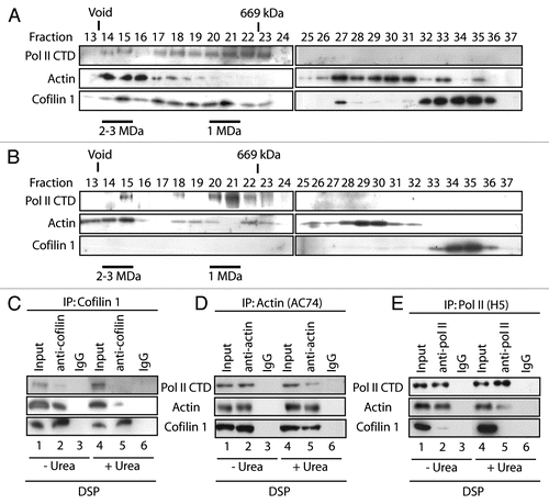 Figure 1 Cofilin-1 is part of the same complex with actin and phosphorylated pol II. (A) Resolution of cofilin-1 containing nuclear complexes by gel filtration from DSP crosslinked HeLa cells. Fractions obtained from a Superose 6HR column were analyzed on immunoblots with the indicated antibodies. The position of the 670 kDa marker (thyroglobulin) is indicated. (B) Resolution of actin-containing nuclear complexes by Superose 6HR from non-crosslinked cells. (C and D) Nuclear extracts from DSP-treated cells were prepared and split into two equal portions; one was treated with urea. All samples were subjected to immunoprecipitation with (C) cofilin-1, (D) actin and (E) pol II (H5) antibodies. In all cases non-specific IgGs were used as control. Bound proteins were resolved by SDS-PAGE and analyzed on immunoblots with antibodies to pol II, actin and cofilin-1.