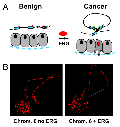 Figure 1. (A) A schematic representation of our hypothesis showing conformational changes to the topology of a chromosome in prostate epithelial cells induced by ERG resulting in the formation of an activating transcription hub involving 3 pro-invasion genes. The dotted blue line represents the basement membrane and basal cell layer of a prostate gland. (B) Shown are the reconstruction 3D models of the organization of chromosome 6 in benign prostate epithelial cells (RWPE1) in the presence (right) or absence (left) of ERG.