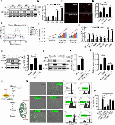 Figure 4. NDV infection shifts cellular metabolism toward glycolysis by stabilizing HIF1A, which facilitates NDV replication. (A) Cells were either mock treated or infected by NDV Herts/33 strain at an MOI of 1, whole-cell extracts were prepared from mock-infected and NDV-infected cells at 6, 12, 18, and 24 hpi. HIF1A-OH, HIF1A, and ACTB protein levels were determined by western blot, NP was used as a maker for virus infection. (B) Quantification of HIF1A. (C and D) A549 cells were mock treated or infected with NDV (MOI of 1) or cells were treated with ROS inhibitor (NAC) for final 3 h, and treated with ROT for 12 h as a positive control. mROS staining of A549 cells and quantification. (E and F) ECAR in mock-infected and NDV-infected cells was measured 6, 12, 18, and 24 hpi. (G) Cells were either mock treated or infected by NDV Herts/33 strain at an MOI of 1. mRNA levels were detected using qRT-PCR with HIF1A target genes. (H and I) Cells were mock treated or infected with NDV or Cells were treated with NAC for final 3 h, HIF1A and ACTB protein levels were determined by western blot and quantification of HIF1A. (J and K) HIF1A WT or HIF1A −/− of HeLa cells were infected at MOI = 1. HIF1A, NP, and ACTB protein levels were determined via western blot and quantification of HIF1A. (L) HIF1A WT or HIF1A −/− of HeLa cells were infected at MOI = 1. The lactate levels in the culture supernatants were determined by the lactate assay kit. (M) Schematic of glucose metabolism with metabolic modulators (PFKFB3 inhibitor PFK15, glycolysis inhibitor 2-DG, mitochondrial respiration complex I inhibitor rotenone and ATP synthase inhibitor oligomycin). (N) A549 cells were infected with mock or NDV-GFP (MOI 1) for 1 h under continuous agitation and rested for 18 h in media containing different inhibitors (PFKFB3 inhibitor PFK15, glycolysis inhibitor 2-DG, mitochondria respiratory chain complex I inhibitor rotenone and ATP synthase inhibitor oligomycin. GFP positive were infected cells based on microscopy. (O) NDV-GFP were detected using flow cytometry. (P) Quantification of NDV-GFP ration following either mock treated or infected at in media containing different inhibitors. Data are mean ± SEM, all data are from three independent experiments, * p < 0.05, ** p < 0.01, # p > 0.05.