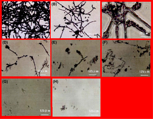 Figure 1. The influence of application of liquid antibacterial agent at different concentrations on the morphology of Candida albicans biofilm, seen under the inverted microscope. (A) positive control, (B) 0.019 mg/ml antibacterial agent, (C) 0.039 mg/ml antibacterial agent. (D) 0.078 mg/ml antibacterial agent (E) 0.156 mg/ml antibacterial agent, (F) 0.312 mg/ml antibacterial agent, (G) 0.625 mg/ml antibacterial agent (H) 1.25 mg/ml antibacterial agent.