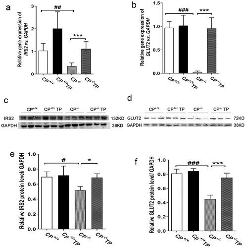 Figure 4. TP treatment increased hepatic expression of IRS2 and GLUT2 in CP−/− mice. CP−/− mice exhibited reduced hepatic expression of IRS2 and GLUT2 at both mRNA (Figure 4(a,b)); CP−/− vs. CP+/+: all P <0.05) and protein levels (Figure 4(c–f)); CP−/− vs. CP+/+: all P <0.05). Hepatic IRS2 and GLUT2 expression were found improved by TP treatment at both mRNA and protein level in CP−/− mice (Figure 4(a–f), CP−/− TP vs. CP−/−: P <0.05).Figura 4. El tratamiento con TP aumentó la expresión hepática de IRS2 y GLUT2 en los ratones CP−/−. Los ratones CP−/− mostraron una expresión hepática reducida de IRS2 y GLUT2 en el ARNm (Figure 4(a,b)); CP−/− vs. CP+/+: todos P <0.05) y los niveles de proteína (Figure 4(c–f)); CP−/− vs. CP+/+: todos P <0.05). Se encontró que la expresión hepática de IRS2 y GLUT2 en los ratones CP−/− mejoró con el tratamiento con TP, tanto a nivel de ARNm como de proteínas (Figure 4(a–f)), CP−/− TP vs. CP−/−: P <0.05).