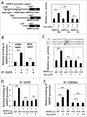 Figure 3. Identification of an ATRS in the MMP2 promoter. (A) Left, A list of the MMP2 promoter luciferase reporter constructs. The promoter region is indicated relative to the transcription start site. The arrows indicate the 2 primer pairs used for PCR amplification in the ChIP assay. The putative ATRS in the middle region of the MMP2 promoter is indicated. Right, 293T cells transfected with the 3 pMMP2 Luc constructs with or without pCMV-NLS-EGFR, were subjected to a luciferase reporter gene assay. (B) H1975 cells were analyzed by ChIP using preimmune IgG or anti-EGFR antibody as described in the Materials and Methods. The relative amount of immunoprecipitated DNA from the middle or distal regions of the MMP2 promoter was quantified by RT-qPCR with specific primers. (C) Upper, The sequences of the wild-type and mutant pMMP2 Luc near the ATRS are provided. The wild-type and mutated ATRS sequences are underlined with the mutated nucleotides in boldface. Lower, 293T cells transfected with wild-type or mutant ATRS pMMP2 Luc with or without pCMV-NLS-EGFR were subjected to a luciferase reporter gene assay. (D) 293T cells transfected with pMMP2 Luc with a wild-type or a mutant ATRS and pCMV-NLS-EGFR were subjected to ChIP with an anti-EGFR antibody. The relative level of immunoprecipitated wild-type or mutant MMP2 ATRS were Figure 3 (See previous page). quantified by RT-qPCR with specific primers. (E) 293T cells transfected with pMMP2 Luc with a wild-type or a mutated ATRS and increasing amounts of pCMV-NLS-EGFR were subjected to ChIP with an anti-H3K9Ac antibody. The relative amount of ATRS derived from the immunoprecipitated MMP2 promoter was quantified by RT-qPCR with specific primers.