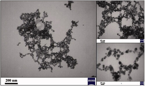 Figure 6. TEM images of of green synthesized AgNPs.