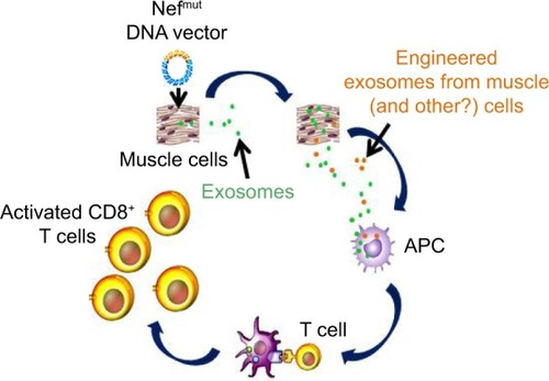 Figure 7 Mechanism of CTL activation induced by inoculation of Nefmut-based DNA vectors.Notes: Muscle (and possibly other) cells expressing the injected DNA vector release both unmodified and engineered exosomes. These latter, once internalized by APCs induce priming/activation of CD8+ T-lymphocytes specific for the antigens uploaded in engineered exosomes.Abbreviations: APC, antigen-presenting cell; CTL, cytotoxic T lymphocyte.