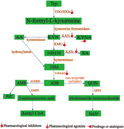 Figure 2. KP putative targets for drug development. TDO: tryptophan 2,3-dioxygenase; IDO1: indoleamine 2, 3 - dioxygenases; KYN: kynurenine; KYNA: kynurenic acid; AA: Anthranilic acid; KATs:kynurenine aminotransferase; KMO: kynurenine - 3 - monooxygenase; 3 - HAA: 3-hydroxyanthranilic acid; 3-HAO: 3,4-dioxygenase of 3-hydroxyanthranilic acid; 3-HK: 3-hydroxyuric acid; NAD +: nicotinamide adenine dinucleotide; PicA: picolinic acid; QUIN: quinone; XA: xanthine acid; ACMS: aminocarboxymuconate - semialdehyde; AMS: 2-aminomuconic 6-semialdehyde.