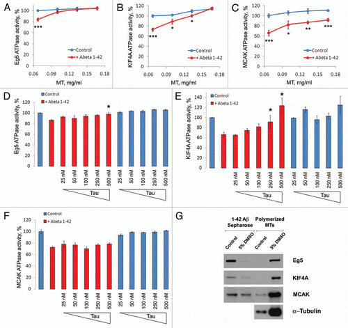 Figure 7 Aβ inhibition of mitotic motors is reversed by added MTs or Tau. Aβ inhibition of Eg5 (A), KIF4A (B) and to a lesser extent MCAK (C) is reversed by increased concentrations of MTs in the in vitro reaction. Increasing concentrations of Tau, a MT stabilizing protein, reverses inhibition of Eg5 (D) and KIF4A (E) by Aβ, but does not affect Aβ's inhibition of MCAK (F). (G) Western blot analysis showing the decrease in the levels of Eg5 and KIF4A affinity-purified with Aβ 1–42 conjugated Sepharose beads and the increase in the levels of these motors co-purified with polymerized MTs from Xenopus egg extracts supplemented with 5% DMSO to induce a robust MT polymerization.