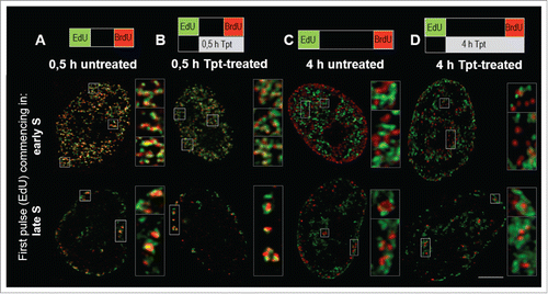 Figure 3. Two color images of DNA replication prior (EdU, green) and at the end (BrdU, red) of Tpt exposure (0.5 h, commencing in early or late S-phase (A, B), or 4 h, commencing in early or mid S (C, D)), demonstrating close proximity of the replication sites activated under stress in relation to the original factories. Maximum intensity projections of 10 central confocal sections are shown; note, that when the newly activated foci overlap with the original ones, they appear yellow (green plus red). Scale bars: nuclei 5 μm, insets 500 nm.