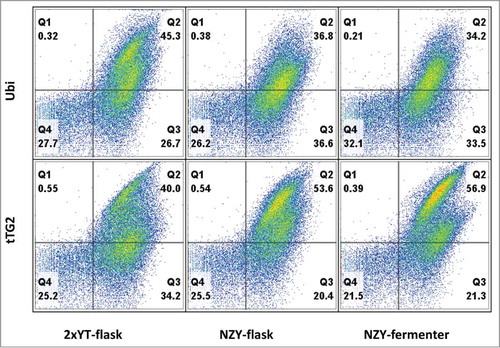 Figure 4. The different libraries were challenged with 2 antigens (ubiquitin – Ubi, tissue transglutaminase 2 – tTG2), by performing 2 rounds of phage selection followed by subcloning the phage selected outputs into a yeast display vector and sorting by flow cytometry 2 additional times. After analyzing the yeast populations, with the yeast clones displaying scFv binding to their target in the top right quadrant, it is possible to appreciate the similar percentage of binders in the 3 different libraries (34–45% for ubiquitin, and 40–57% for tTG2).