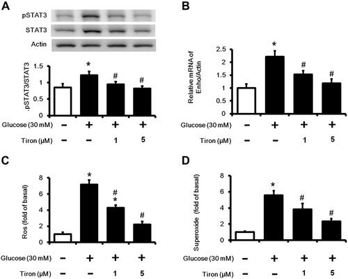 Figure 3 Effect of tiron in high glucose-induced HepG2 cells. Cells were treated with high glucose plus tiron (10−6M or 5×10−6 M) for 48 h, (A) The ratio of pSTAT3 to STAT3, (B) Enho mRNA levels, (C) ROS and (D) superoxide production were measured. *P < 0.05 compared with the normal control group; #P < 0.05 compared with the high glucose treated vehicle group.