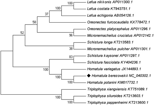 Figure 1. The phylogenetic tree of 16 Nemachilinae based on ML (1000 bootstrap replicates).