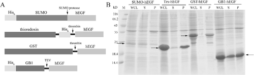Figure 3. Recombinant hEGF with different fusion proteins: Schematics (A); arrows indicate different enzymes cleavage sites. SDS-PAGE analysis (B) of expression level and solubility of hEGF with different fusion proteins; arrows indicate each recombinant hEGF.