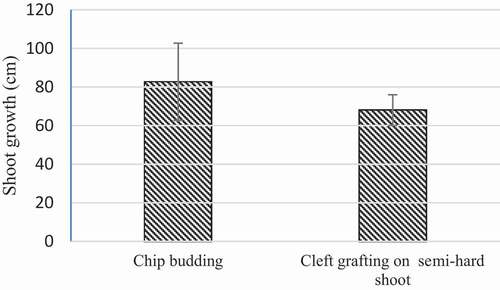 Figure 6. Average of annual shoot growth from chip budding and cleft grafting of green semi-hard shoots of seedless barberry grafted onto Berberis integerrima. Mean ± standard error; The data were not statistically significance based on LSD test at P < .05