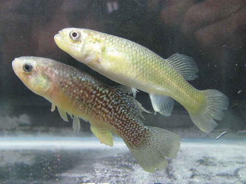 FIGURE 4. Adult female (above) and male (below) Fundulus heteroclitus (Atlantic killifish, mummichog).