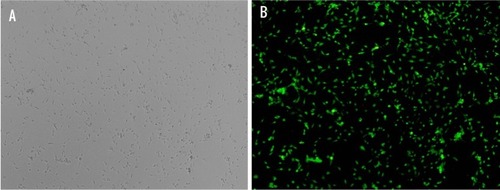 Figure 5 Identification of primary cultured Leydig cells (LCs).Notes: LCs were characterized via immunochemistry for 3βHSD (an LC-specific protein). (A) Optical microscopy and (B) fluorescence microscopy showing 95% purity of primary cultured rat LCs.