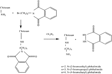 Figure 1 Modification of chitosan with bromoalkylphthalimide and hydrazine.