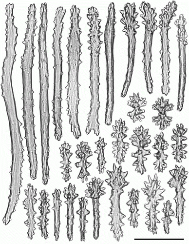 Figure 8.  Pseudoanthomastus agaricus holotype (MOM INV-6080). Sclerites of tentacles of autozooids. Scale 0.1 mm.
