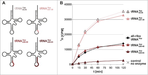 Figure 3. Dnmt2 methylates hybrid tRNAs containing up to 10 deoxynucleotides. (A) Positions of DNA substitutions in the tRNA cloverleaf in hybrid tRNAs. (B) Methylation of hybrid tRNAs of increasing DNA content. Average values and standard deviations are given in Fig. S1.