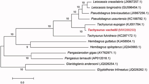 Figure 1. Maximum-likelihood tree based on mitochondrial genome nucleotide sequences of the Tachysurus vachellii and the other 12 kinds of fish. Tachysurus vachellii (MW288250) in the position of the evolutionary tree. Numbers above branches are bootstrap values by 1000 replicates. The GenBank accession numbers of the sequences for the other 12 kinds of fish were used in the tree.