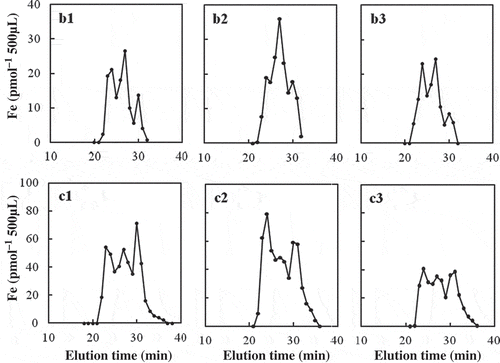 Figure 2 Size-exclusion high-performance liquid chromatography (SE-HPLC) analysis of iron (Fe) in xylem sap from soil-grown maize (Zea mays L. cv. Peter-corn; b1–b3) and barley (Hordenum vulgare cv. Amagi-Nijo; c1–c3).