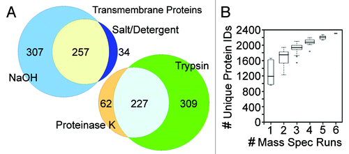 Figure 2. Comparison of replicate MudPIT runs. (A) Both the process of separately analyzing alkali and salt/ detergent extracted NEs and the sequential protease digestions increased the recovery of proteins, particularly NETs. Proportional venn diagrams are shown for the transmembrane proteins identified in all the NaOH or salt/detergent extracted samples and for those identified in all trypsin alone or trypsin followed by proteinase K runs. (B) The same complex sample equally divided yields differences in the identifications for each MudPIT run. However, as the number of runs increases fewer new unique proteins are identified such that the curve plateaus with roughly five replicates. In this experiment liver NEs extracted with 400 mM NaCl, 1% β-octylglucoside were digested with trypsin, insoluble material pelleted and digested with PK. The trypsin sample was split into four equal samples and the PK material into two equal samples and all six samples were separately run on the mass spectrometer.