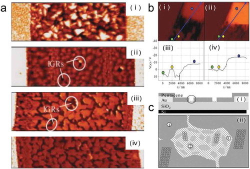 Figure 5. (a) (i)Topographic area scan of the 30-nm-thick pentacene ﬁlm taken on the channel (the electrodes lie at both sides of the channel); (ii) topography of the 20-nm-thick ﬁlm; (iii) and (iv) topography for the 7-nm-thick ﬁlm. (b) Potential maps at the pentacene/HMDS interface of a masked sample taken at different gate voltages. (i) Vgs = 0 V, (ii) Vgs = −10 V. (c) (i) The cross-section image of the transistor, with the thicker regions (pentacene grains) and the thinner regions (IGRs); (ii) Top view of the encircled area in (i): ① crystalline grains; ② relatively ordered pentacene clusters; ③ regions with no or incomplete pentacene coverage and poor connectivity. Partically adapted with permission from Ref [Citation26].Copyright (2008) WILEY-VCH Verlag GmbH & Co. KGaA, Weinheim