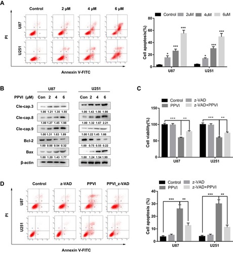 Figure 4 Apoptosis was induced by PPVI in glioma cells. Cells were treated with the indicated concentrations of PPVI for 24 hrs. (A) The apoptotic cells were detected via flow cytometry. (B) The expressions of Bcl-2, Bax and cleaved-caspase-3, −8, and −9 were analyzed by Western blot. Cells were pre-incubated with z-VAD (20 µM) for 2 hrs and then treated with PPVI (4 µM) for 24 h. (C) The CCK-8 assay was used to assess glioma cell viability. (D) Apoptotic cells were detected using flow cytometry. * p < 0.05, ** p < 0.01, ***p<0.001.Abbreviations: z-VAD, Z-VAD-FMK; cle-cap.3, cleaved caspase-3; cle-cap.8, cleaved caspase-8; cle-cap.9, cleaved caspase-9.