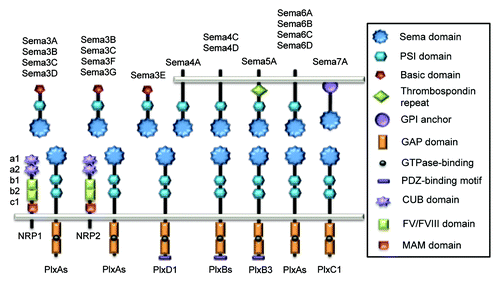 Figure 1. Schematic representation of vertebrate Semaphorins and their receptors, Plexins and Neuropilins. Each semaphorin contains one sema and one PSI domains. Class III Semaphorins are secreted and possess a C-terminus basic-rich domain. They signal through Plexin (Plx) A and Neuropilins (NRP), except for Sema3E that only required PlxD1. Class IV Semaphorins are transmembrane proteins and operate through PlxD1 and PlxB. Sema5A is also transmembrane and characterized by thrombospondin repeats, and binds to PlxB3. Transmembrane class VI Semaphorins use PlxA, while GPI-anchored Sema7A signals through PlxC1.