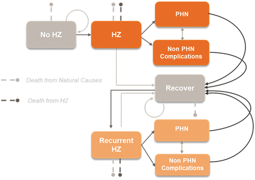 Figure 1. Markov model structure. HZ = herpes zoster; PHN = postherpetic neuralgia Figure copied with permission from Vaccine.12