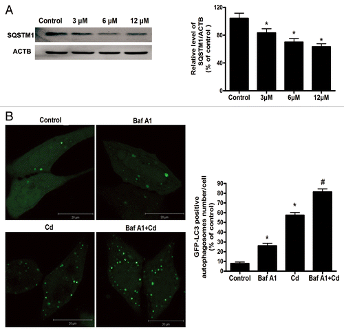 Figure 3. Cd does not inhibit autophagic flux in L02 cells. (A) A representative immunoblot and quantification analysis of the SQSTM1 (75 kDa) protein levels in L02 cells. ACTB (42 kDa) was the internal standard for protein loading. (B) The L02 cells were transfected with a GFP-LC3 plasmid and exposed to 12 μM CdCl2 and 10 nM bafilomycin A1 alone or together for 12 h. The formation of GFP-LC3 puncta was examined using confocal microscopy and was quantified. (C) The western blot analyses for the expression of PPARGC1A and TFAM protein. ACTB (42 kDa) was the internal standard for protein loading. The data are representative of 4 independent experiments. The results are expressed as a percentage of control, which was set at 100%. The values are the means ± SEM; *P < 0.05 vs. the control group; #P < 0.05 vs. the CdCl2 group.