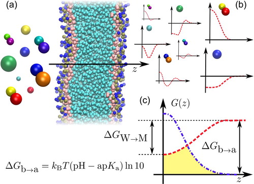 Figure 1. (a): we employ high-throughput coarse-grained simulations to screen a representative subset of the chemical space of small organic molecules. The systematic insertion of this large variety of compounds with very different polarities in a lipid bilayer results in an ensemble of PMFs, which dictate their permeability coefficient. (b): we highlight PMFs from the two main classes of compounds analyzed in this work: polar (top) and apolar (bottom). (c): Construction of the effective PMF GT(z) (yellow area) contributing to the total resistivity RT(z) starting from the neutral (red) and charged (blue) PMFs of a compound. We highlight the main free-energy differences of the problem: the water membrane free-energy ΔGW→M of the neutral compound, and the acid/base free energy difference ΔGb→a dictating the shift between the two PMFs, directly linked to the apKa.